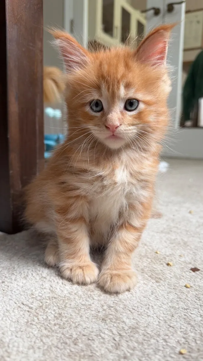Mainecoon kittens - Image 3