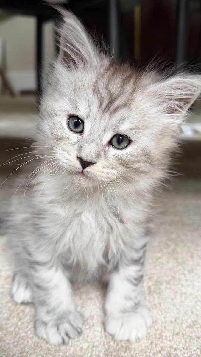Mainecoon kittens - Image 4