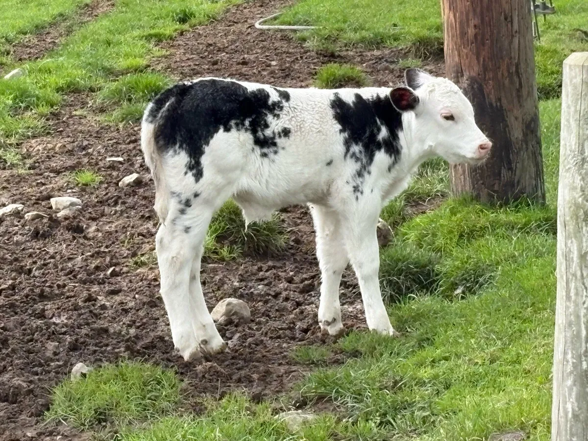 Smashing roan second calved cow - Image 2