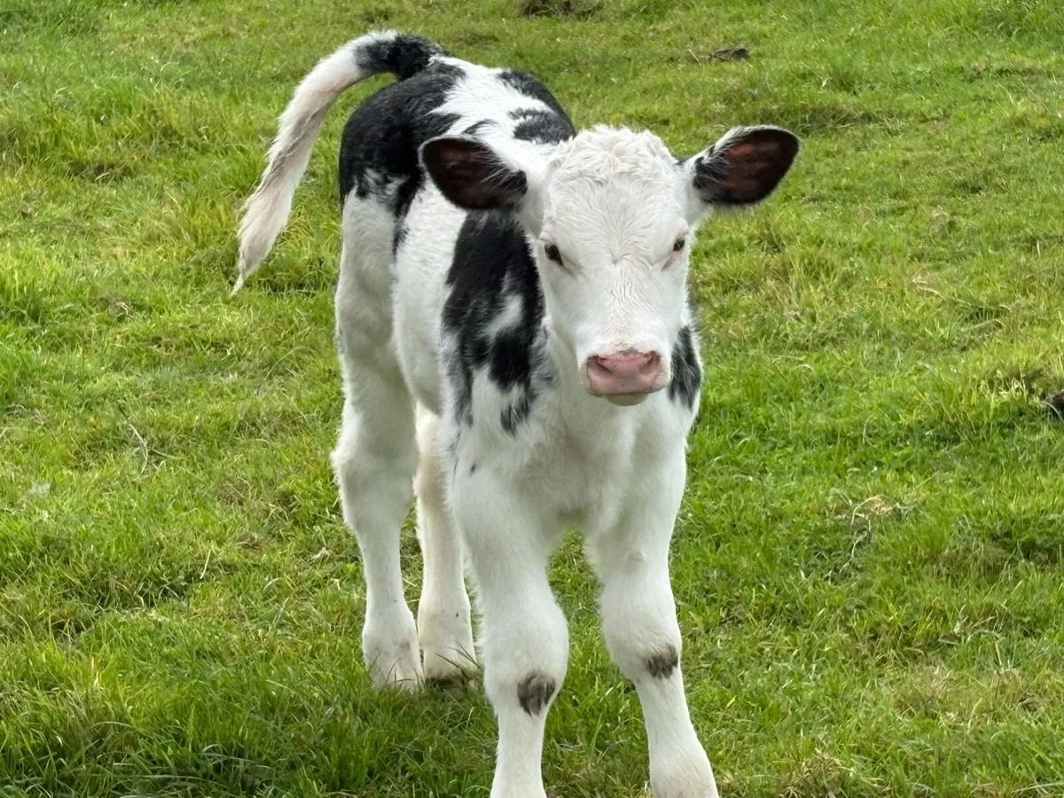 Smashing roan second calved cow - Image 3
