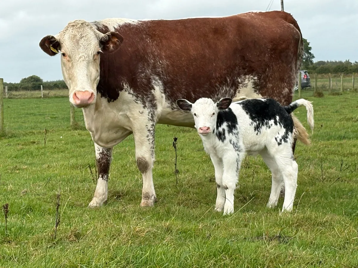 Smashing roan second calved cow - Image 4