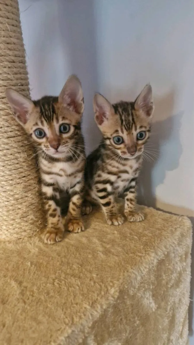 Bengal kittens - Image 1