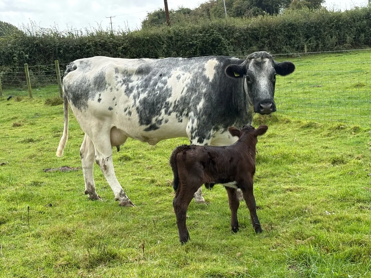 Smashing second calved blue cow and bull calf - Image 1