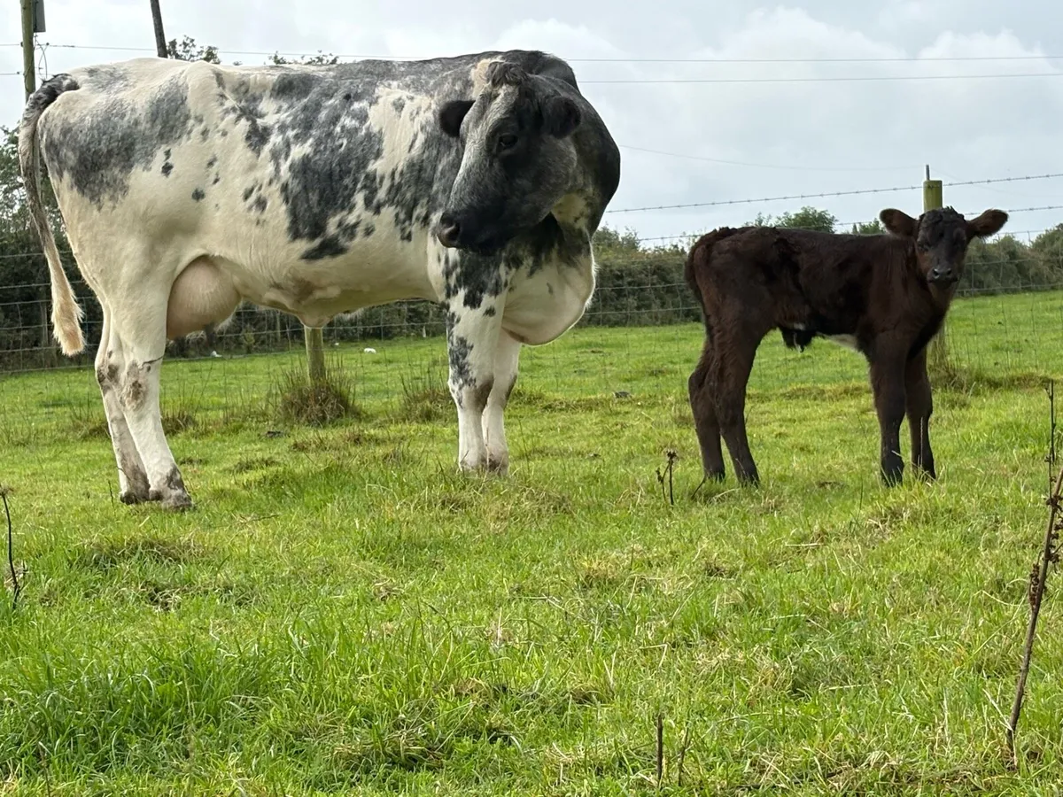 Smashing second calved blue cow and bull calf - Image 3