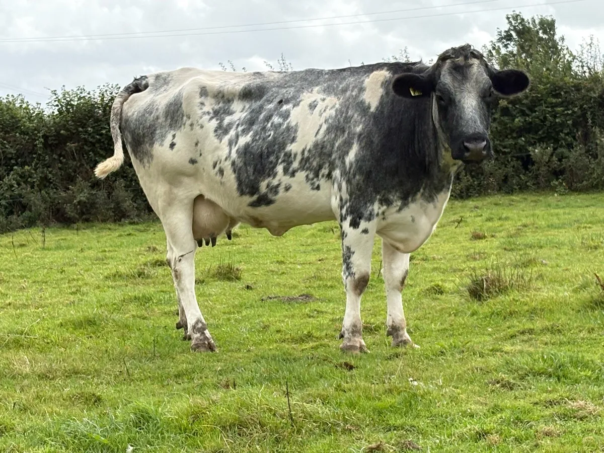 Smashing second calved blue cow and bull calf - Image 4