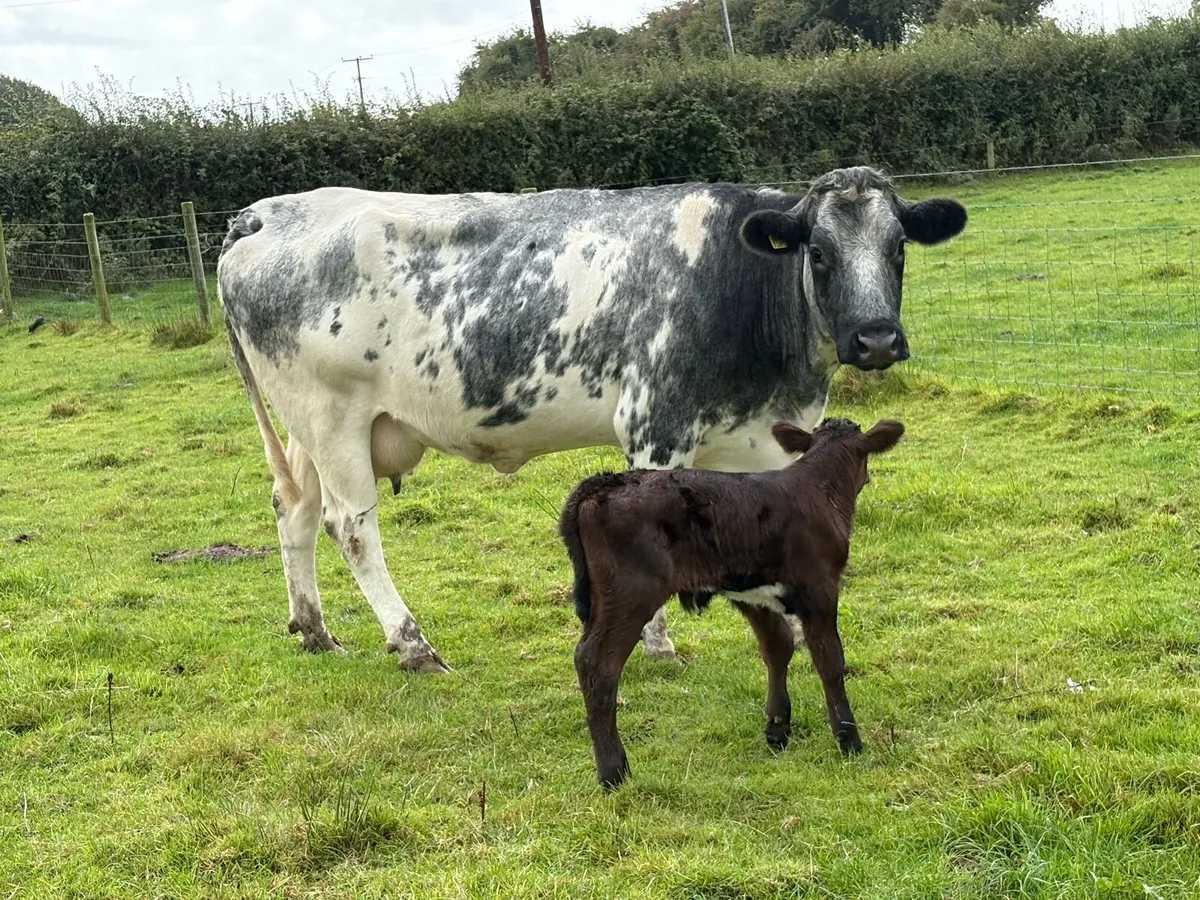 Smashing second calved blue cow and bull calf - Image 2