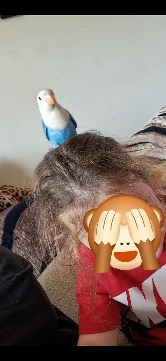 Lovebird Handrared - Image 3