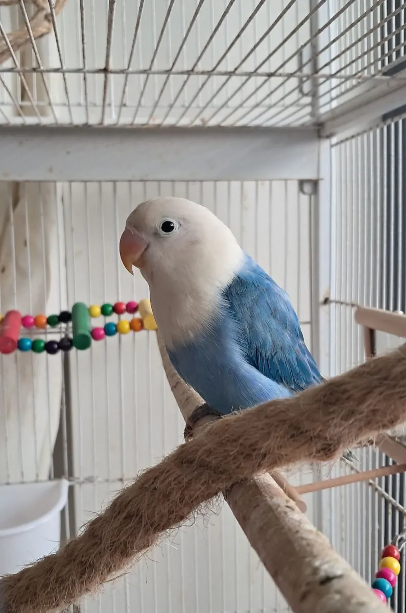 Lovebird Handrared - Image 4