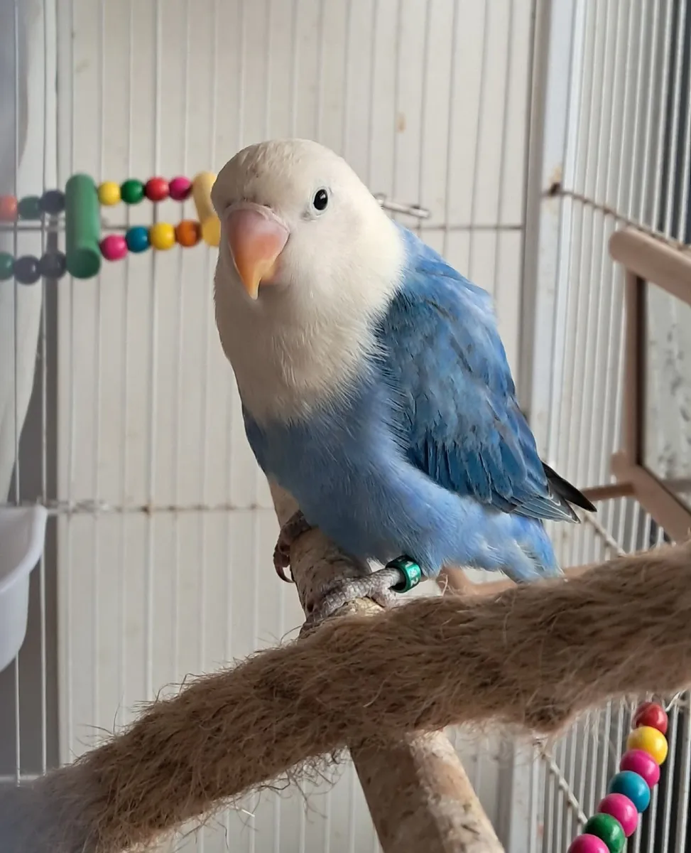 Lovebird Handrared - Image 1