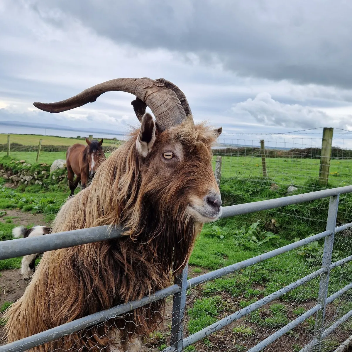 Male Goat for service and  roosters for sale - Image 1