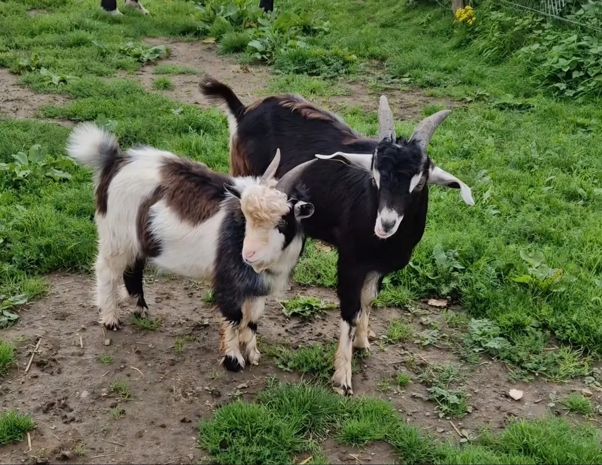 Utter cuteness 🥰  .    Goats and roosters - Image 1