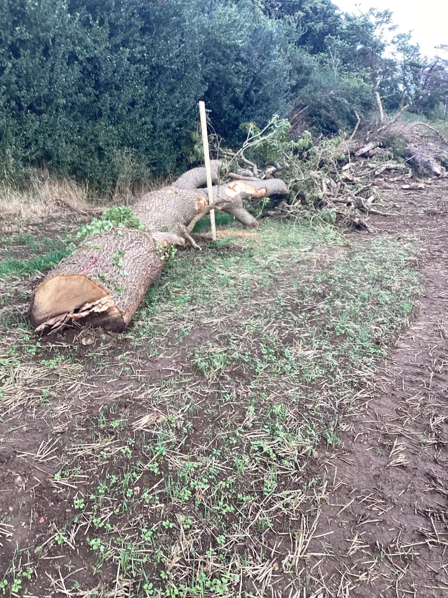 Firewood..trees - Image 1