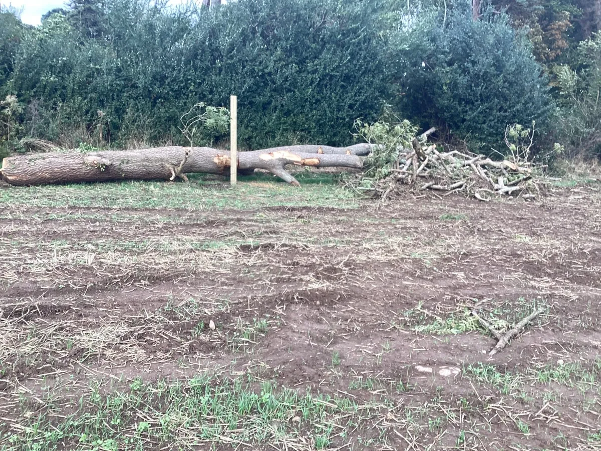 Firewood..trees - Image 2