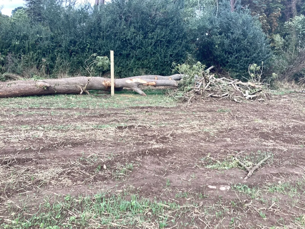 Firewood..trees - Image 3