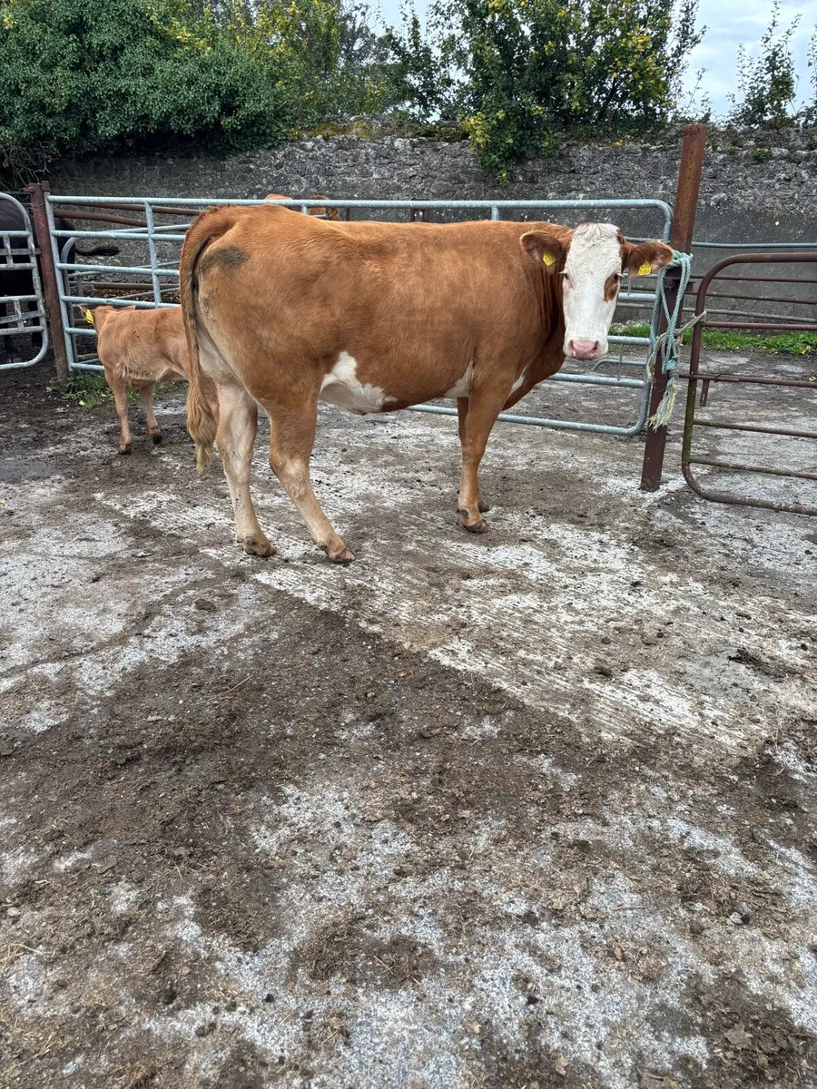 3 cows with calves at foot - Image 3