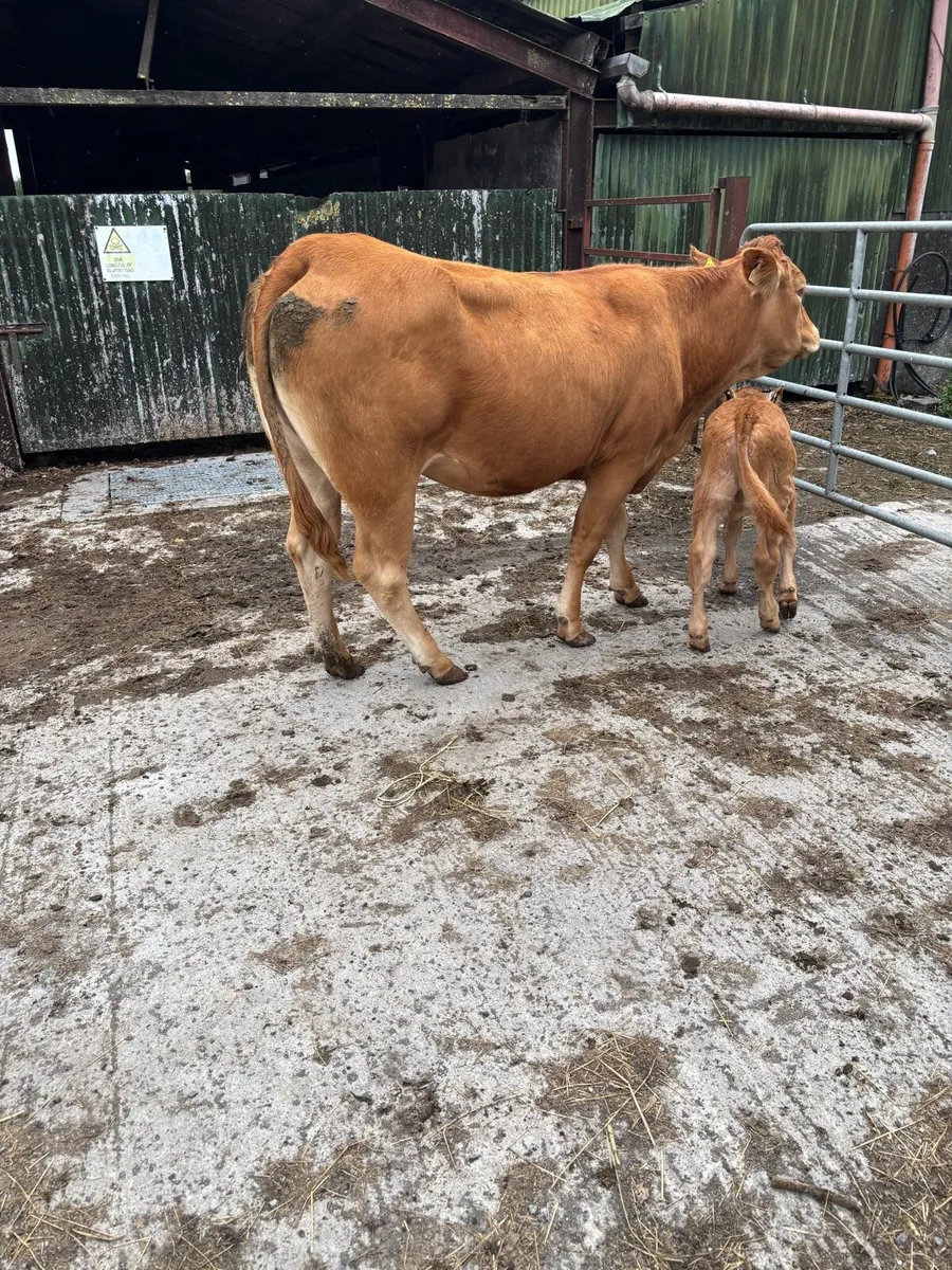 3 cows with calves at foot - Image 4