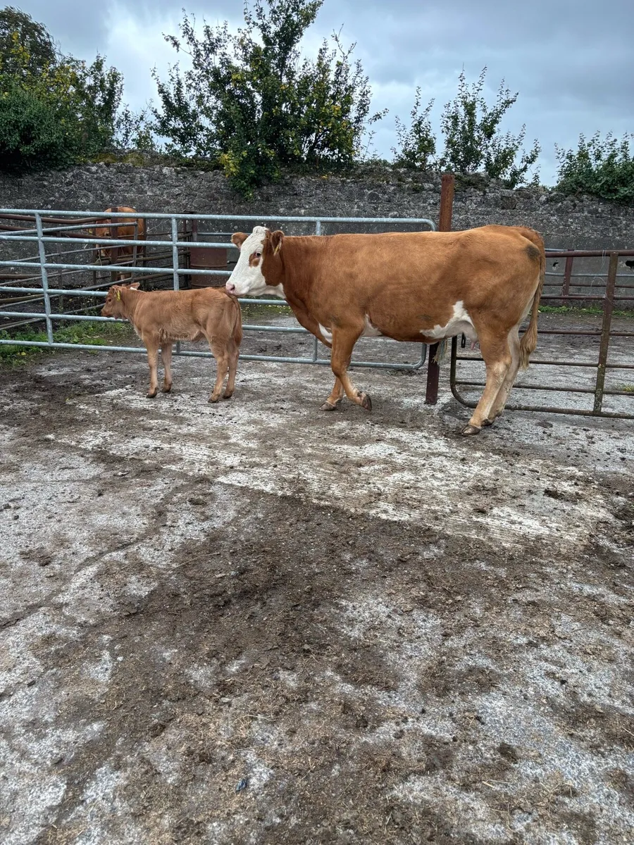3 cows with calves at foot - Image 1
