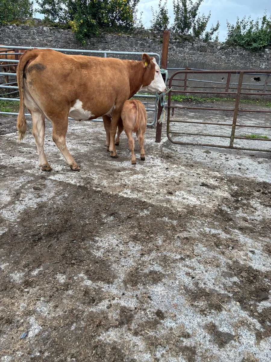 3 cows with calves at foot - Image 2