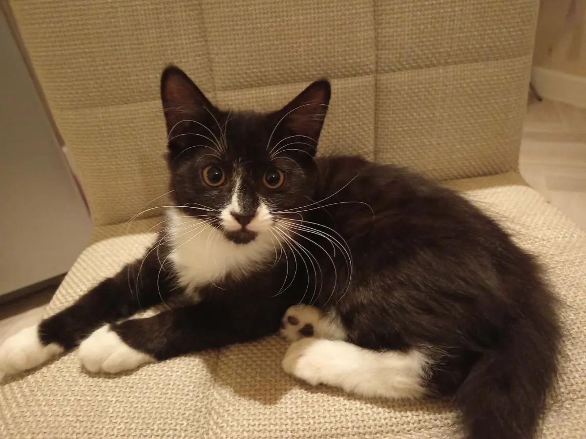 Kittens - Image 3