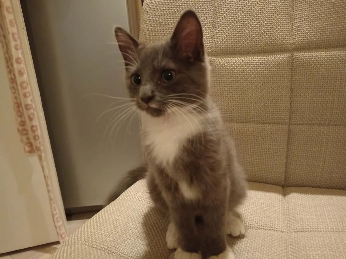 Kittens - Image 4