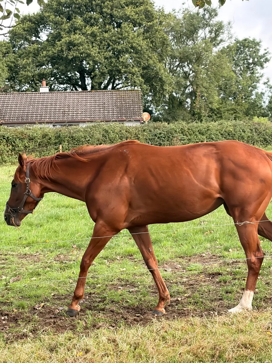 Thoroughbred Filly - Non Racing prospect - Image 3