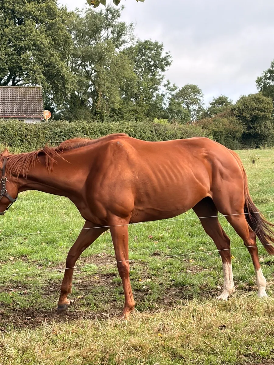 Thoroughbred Filly - Non Racing prospect - Image 4