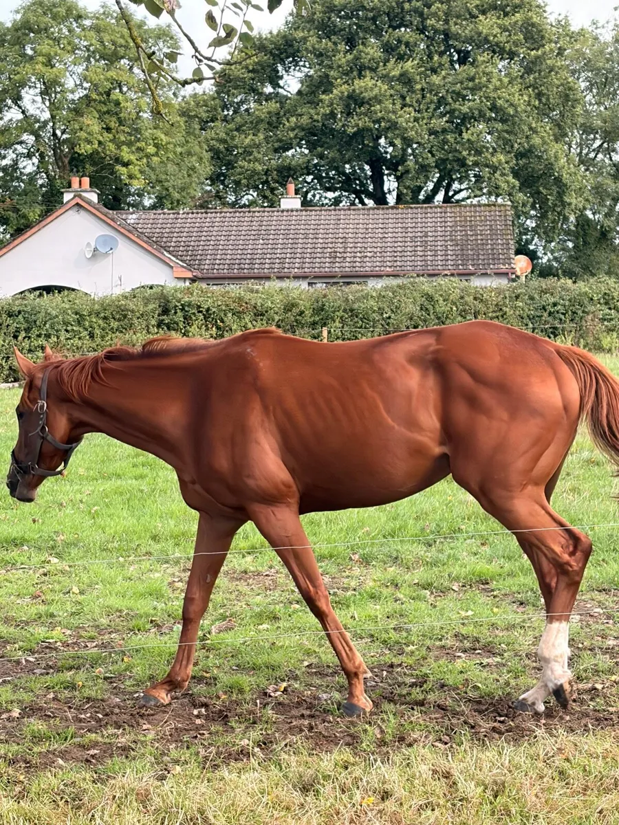 Thoroughbred Filly - Non Racing prospect - Image 1