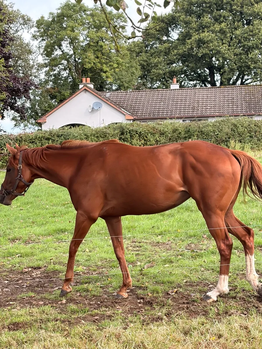 Thoroughbred Filly - Non Racing prospect - Image 2