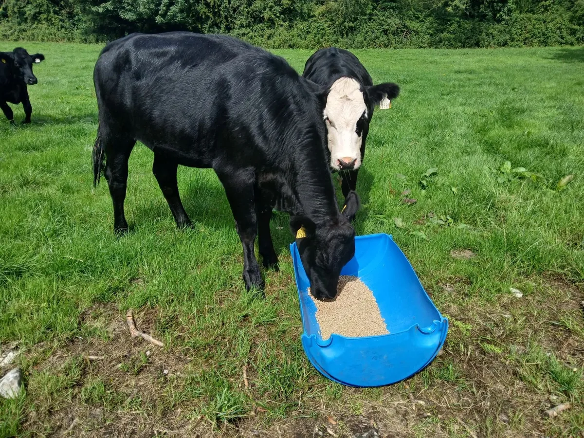Heifers for sale - Image 3