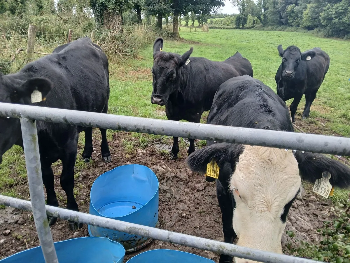 Heifers for sale - Image 2
