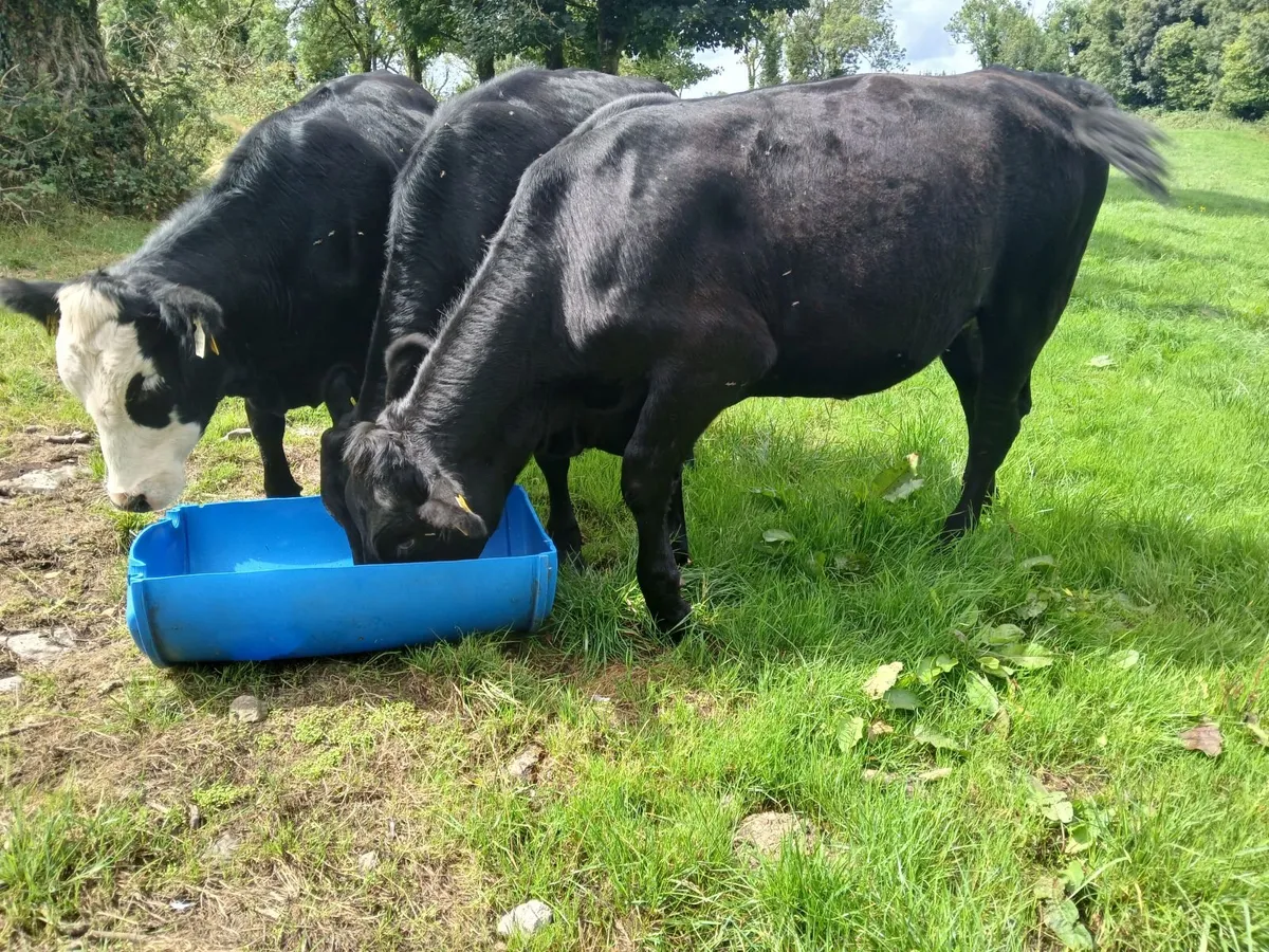 Heifers for sale - Image 4
