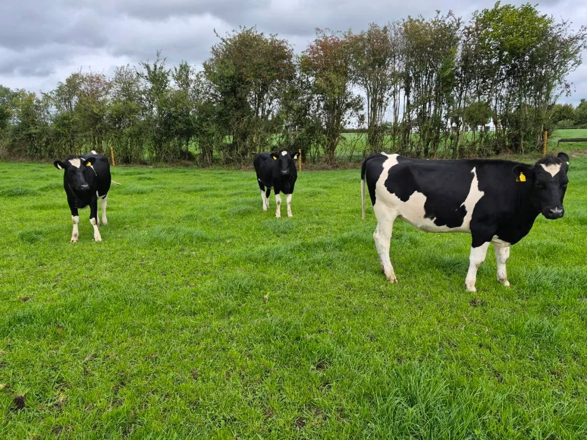 Pedigree Maiden Heifers - Image 2