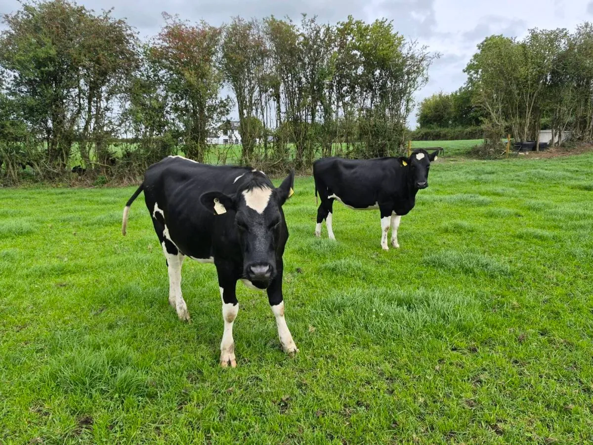 Pedigree Maiden Heifers - Image 3