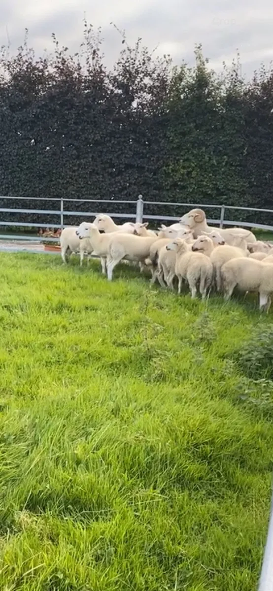 Organic easy care store lambs - Image 2
