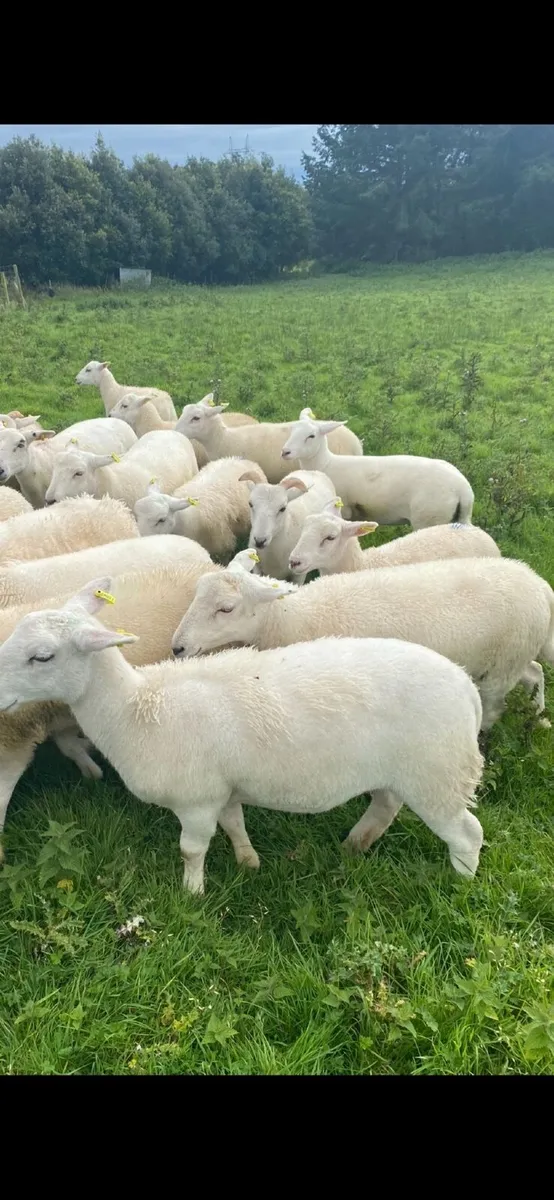 Organic easy care store lambs - Image 1