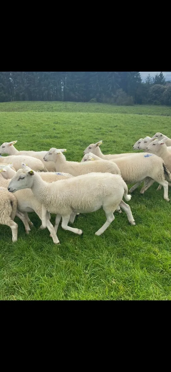 Organic easy care store lambs - Image 3