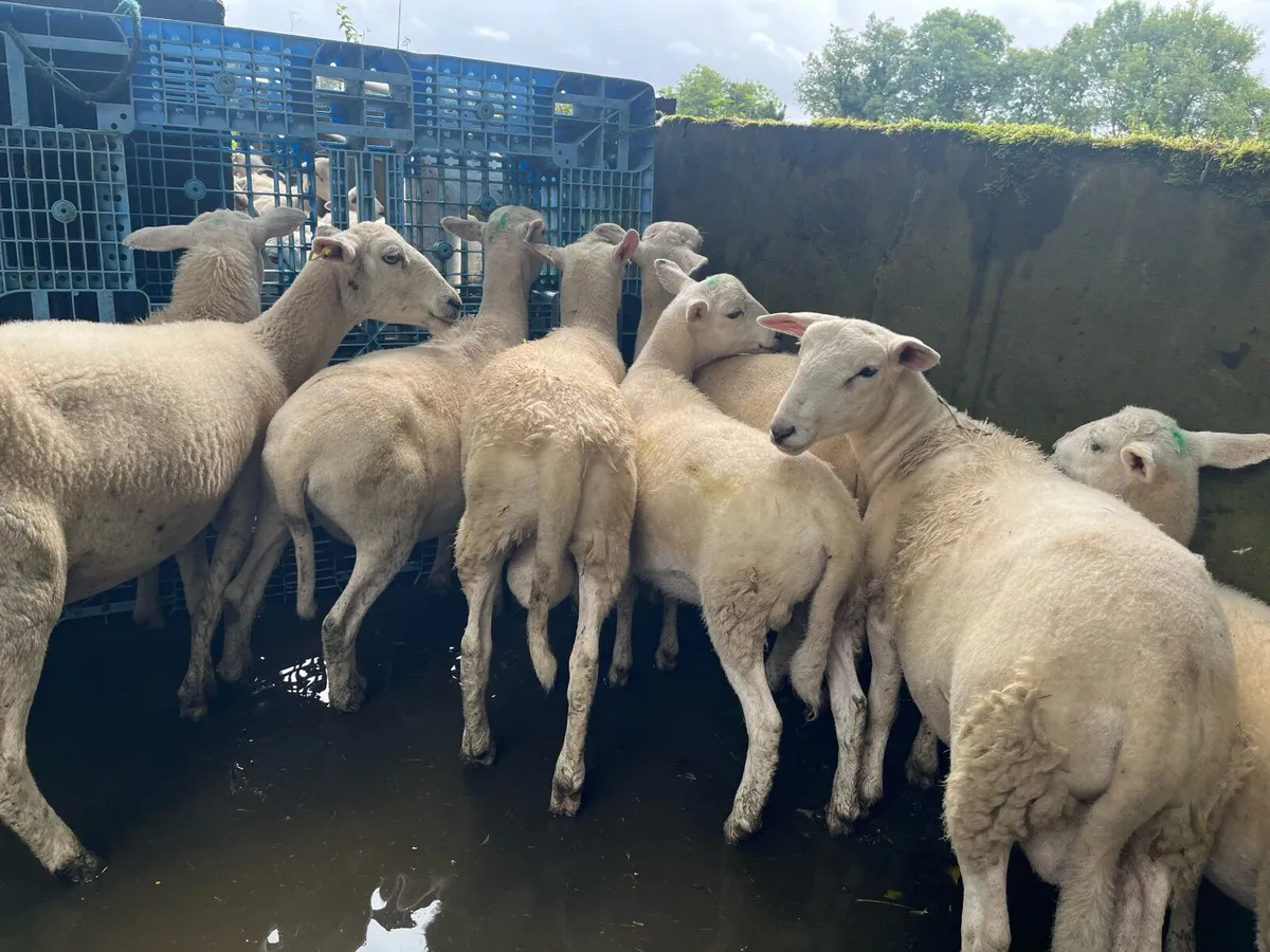 Organic easy care store lambs - Image 4