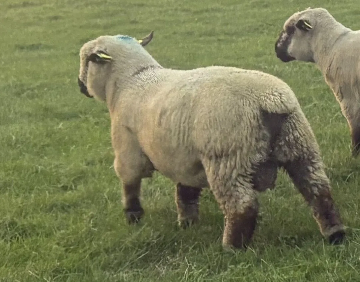 Hampshire Down Ram lambs for sale - Image 2