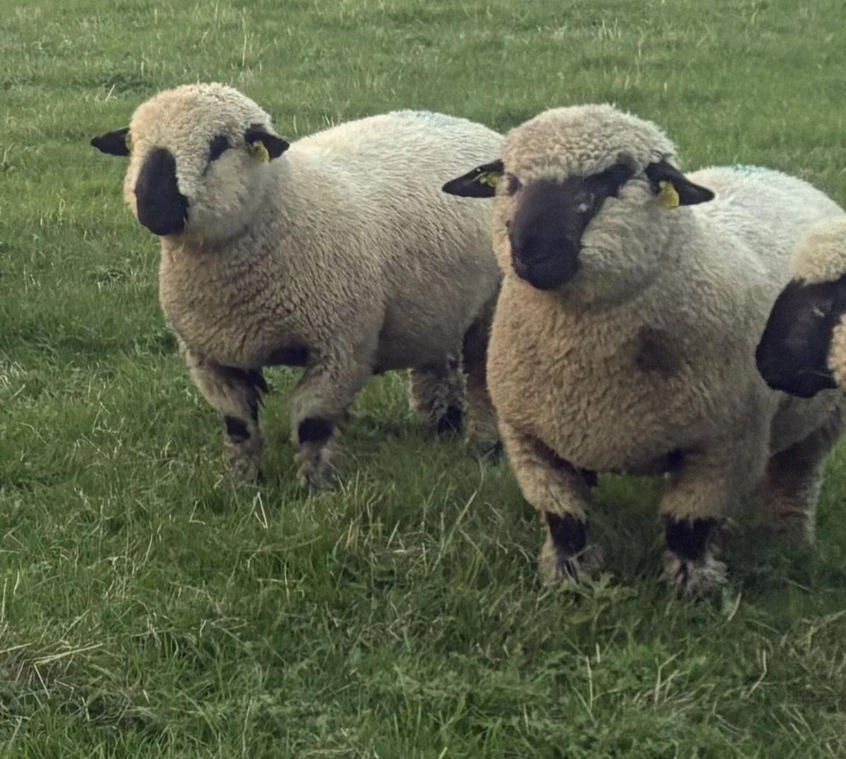 Hampshire Down Ram lambs for sale - Image 1