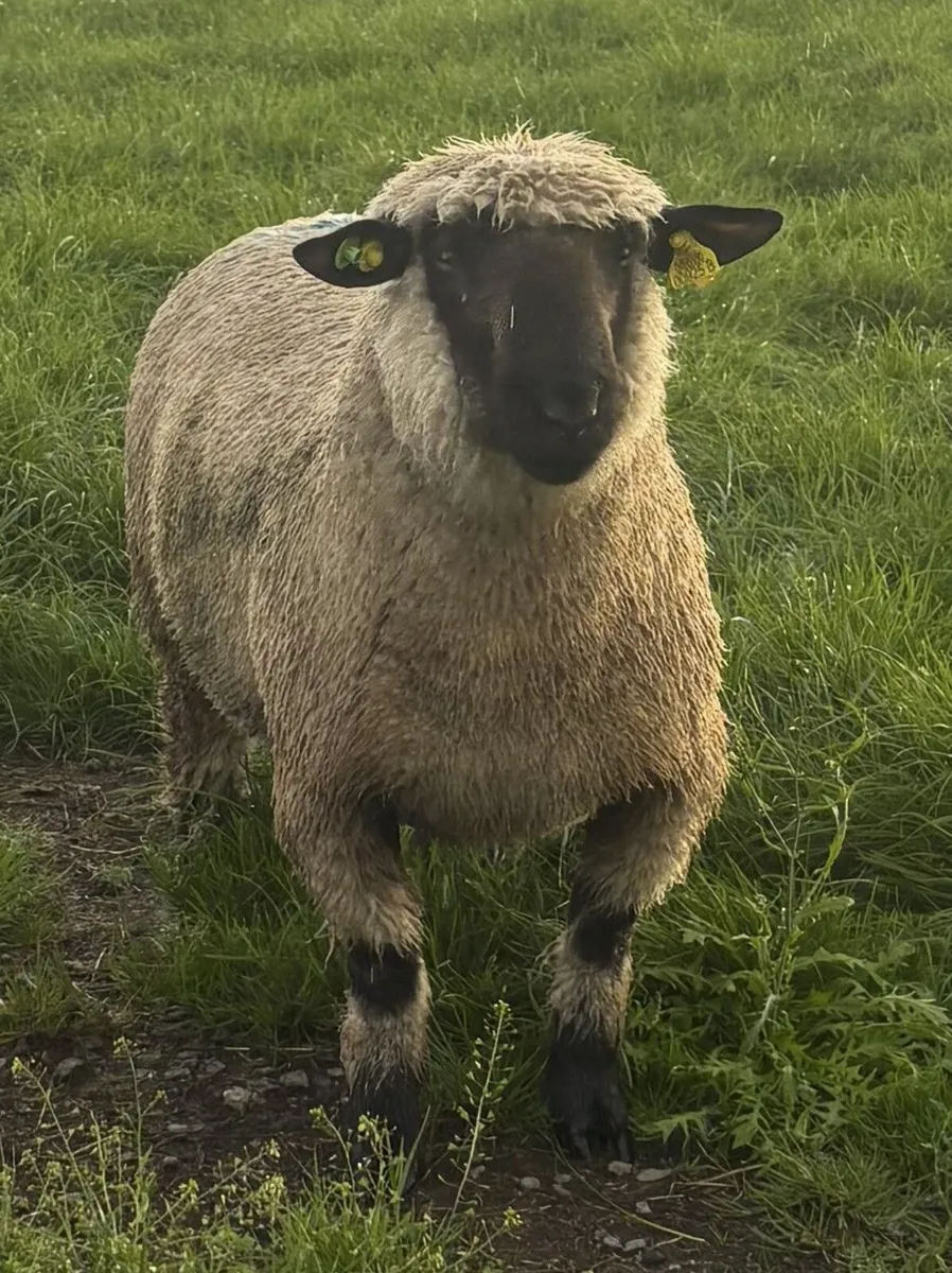 Hampshire Down Ram lambs for sale - Image 4