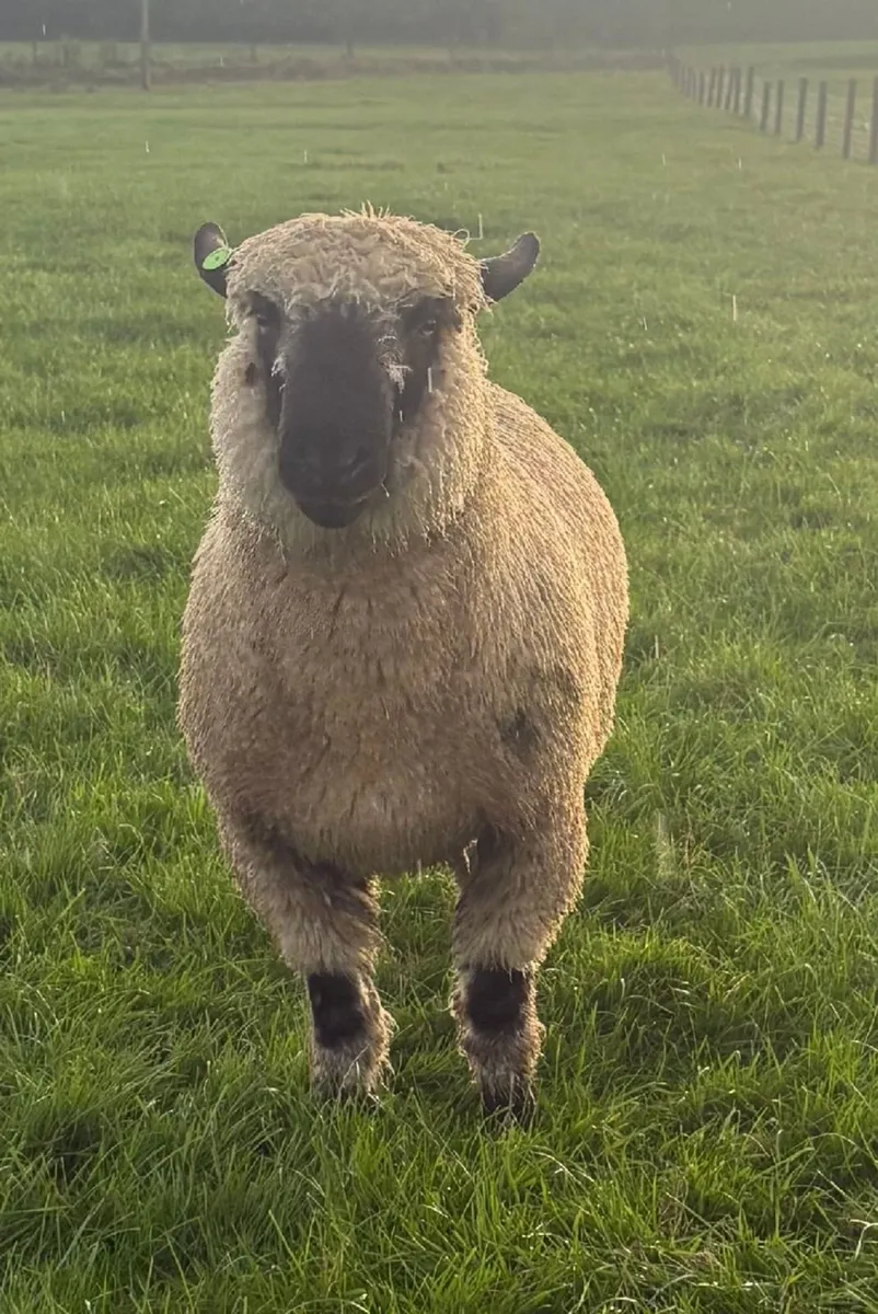 Hampshire Down Ram lambs for sale - Image 3