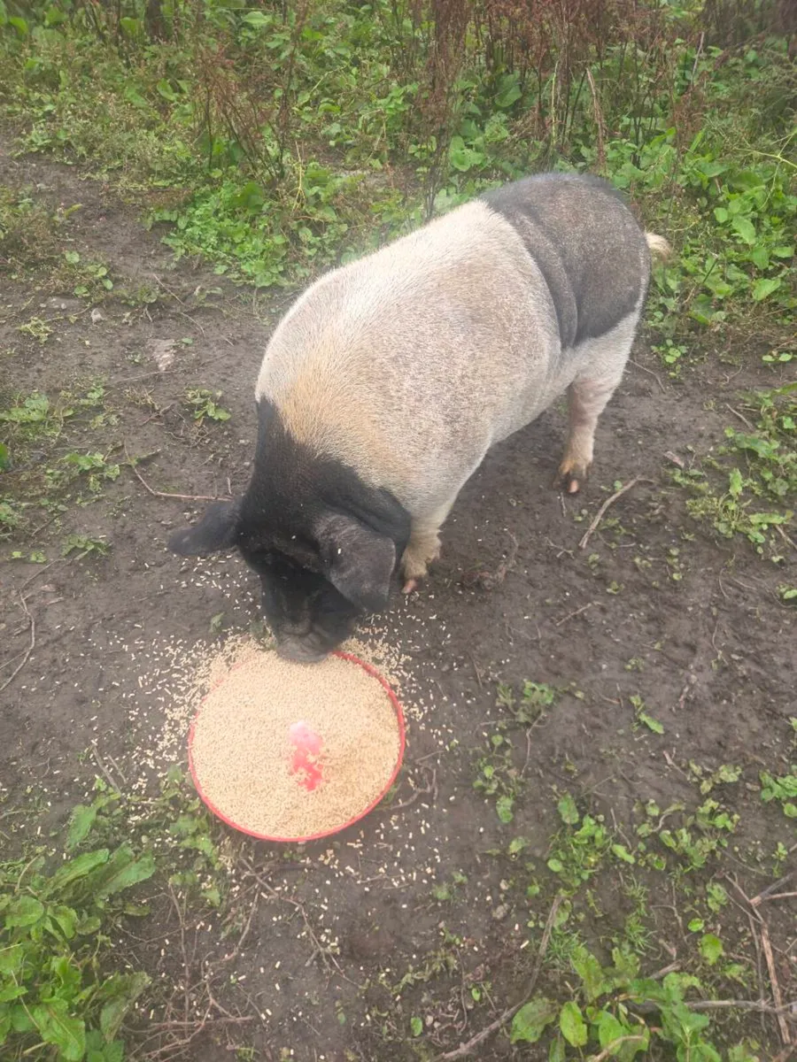 Miniature pigs - Image 3
