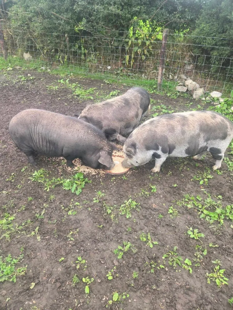 Miniature pigs - Image 1