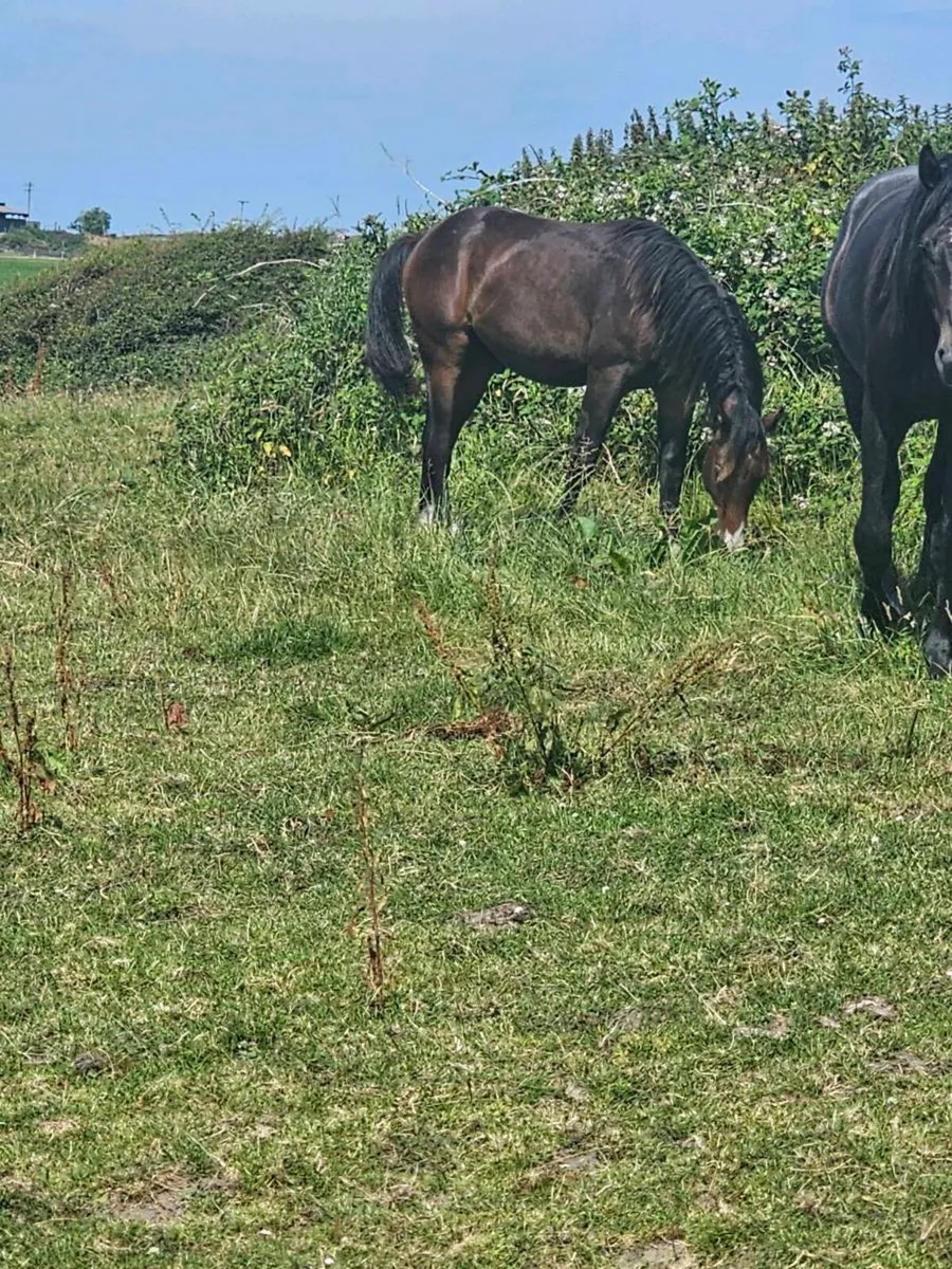 HSF Cornet Nabab x Shannondale Sarco yearling colt - Image 2