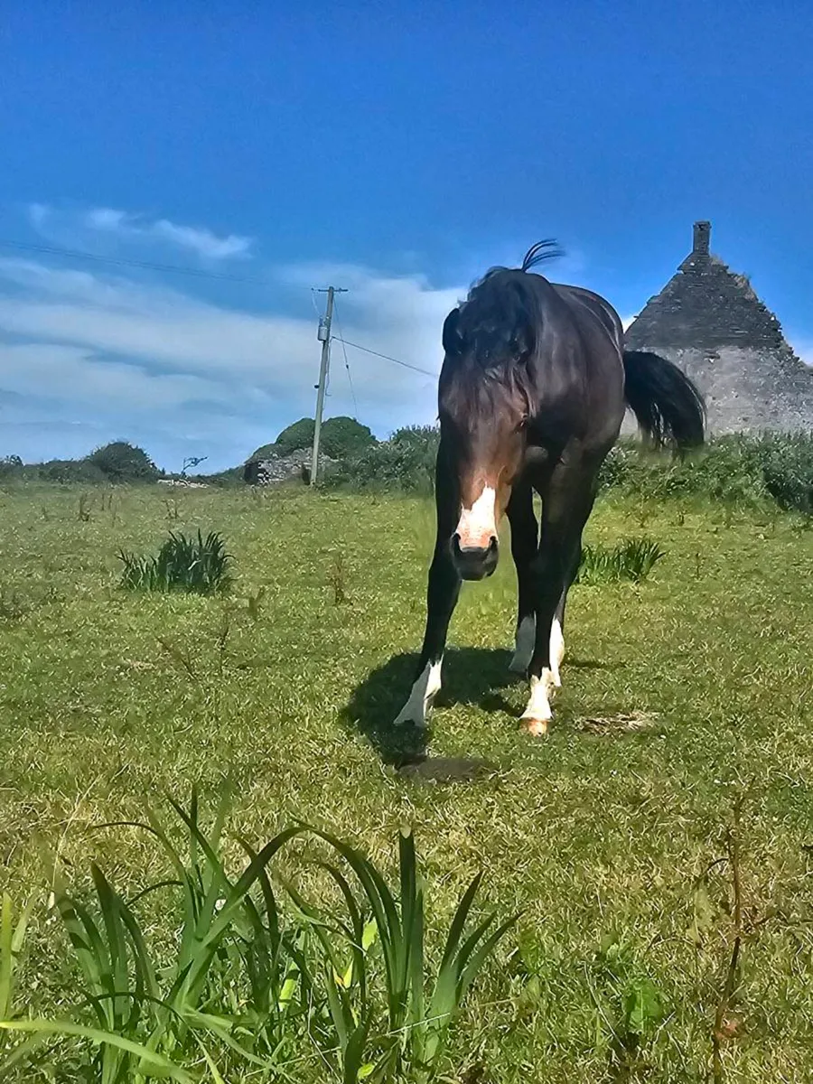 HSF Cornet Nabab x Shannondale Sarco yearling colt - Image 1