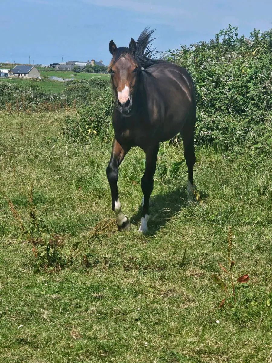HSF Cornet Nabab x Shannondale Sarco yearling colt - Image 3