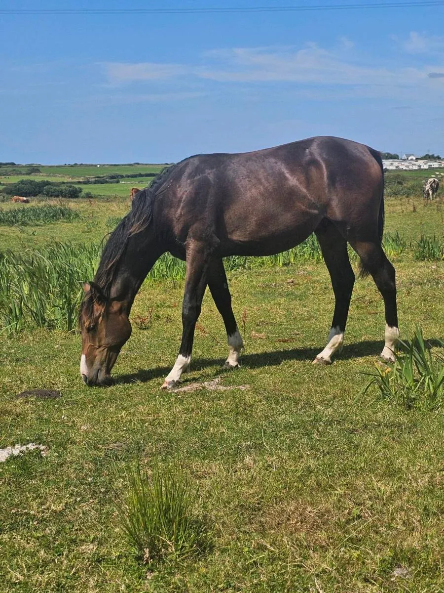 HSF Cornet Nabab x Shannondale Sarco yearling colt - Image 4