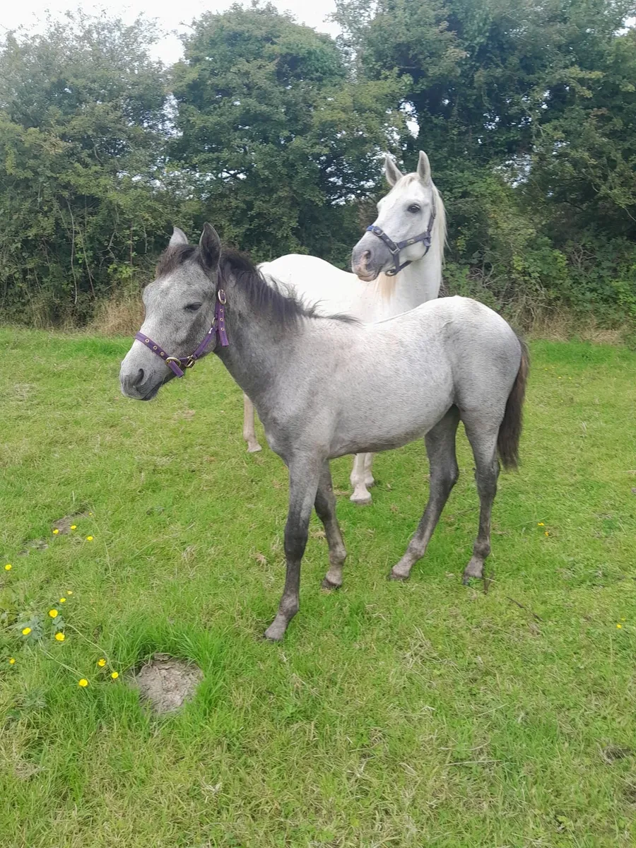 Connemara  filly  foal - Image 1