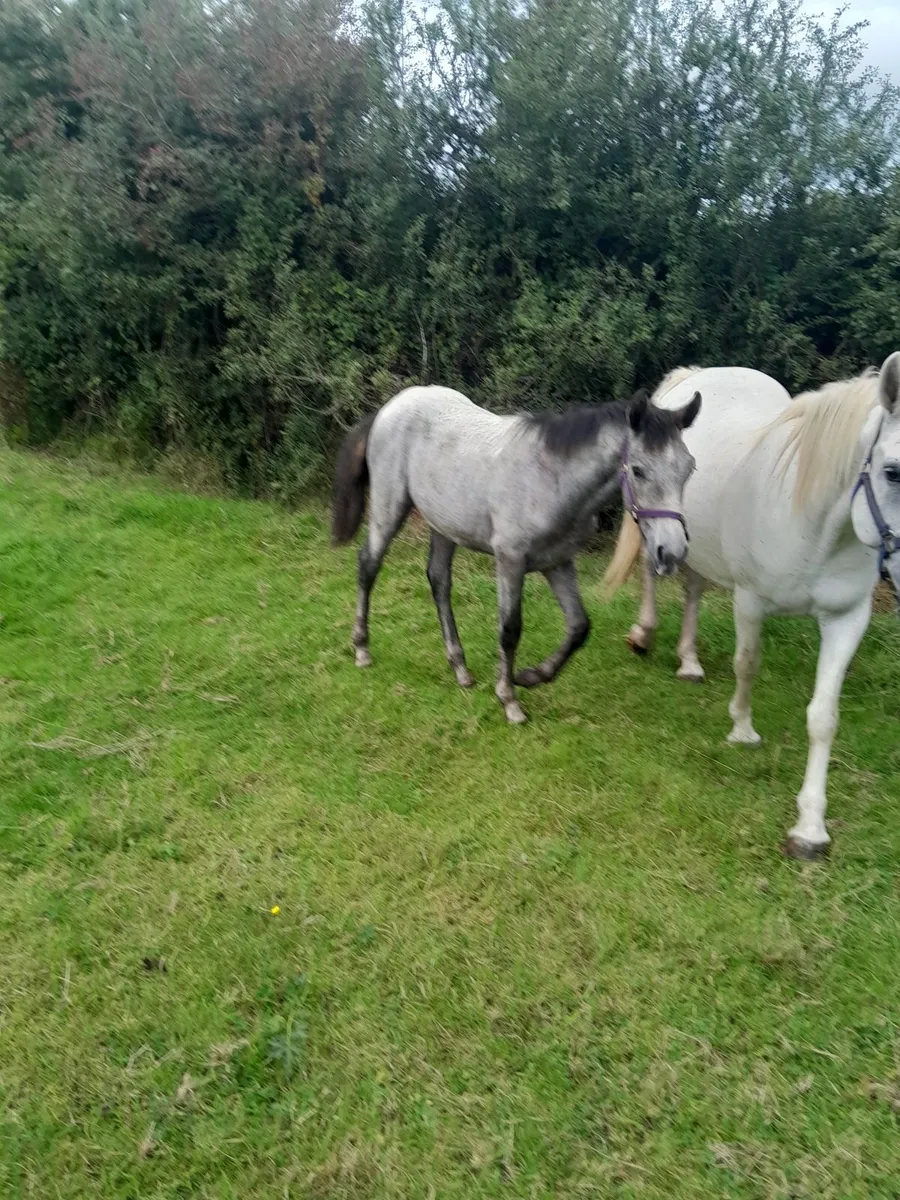 Connemara  filly  foal - Image 2