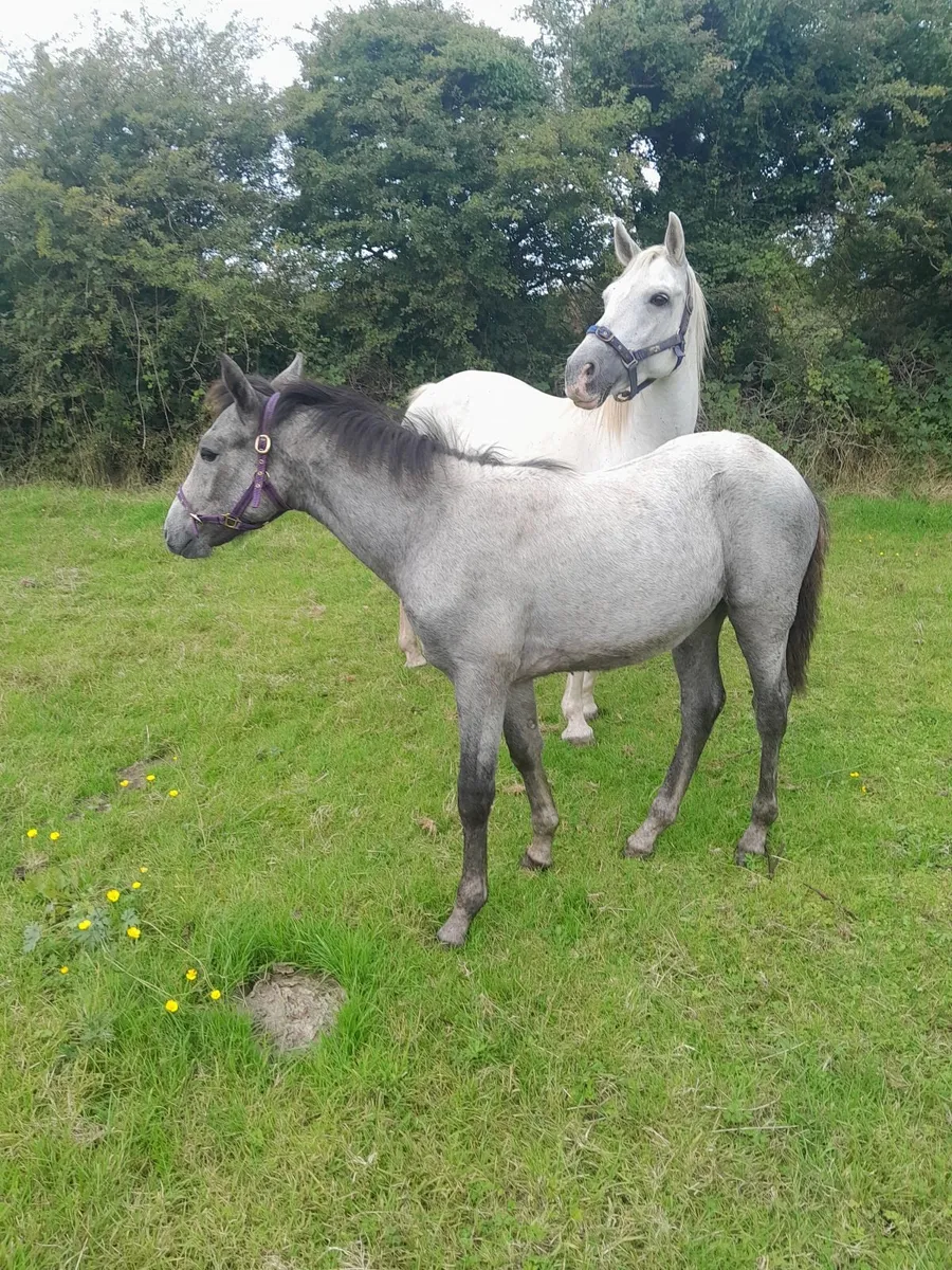 Connemara  filly  foal - Image 3